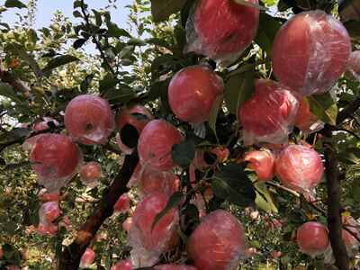 SK207-Apple bagging machine full automatic
